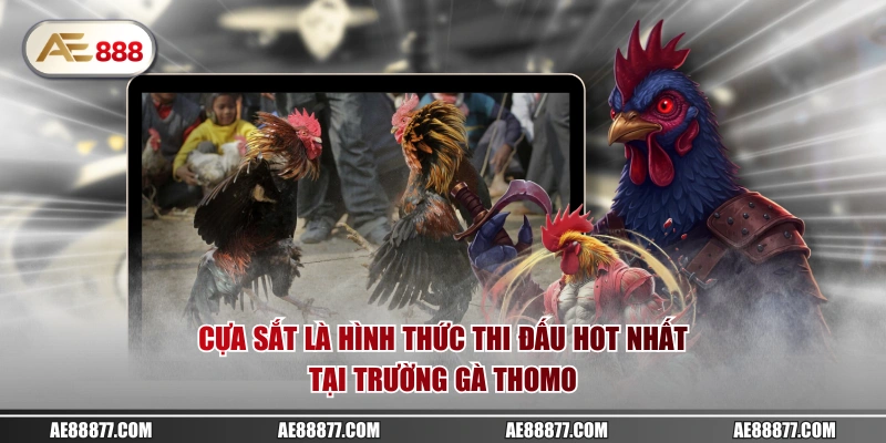 Cựa sắt là hình thức thi đấu hot nhất tại trường gà Thomo