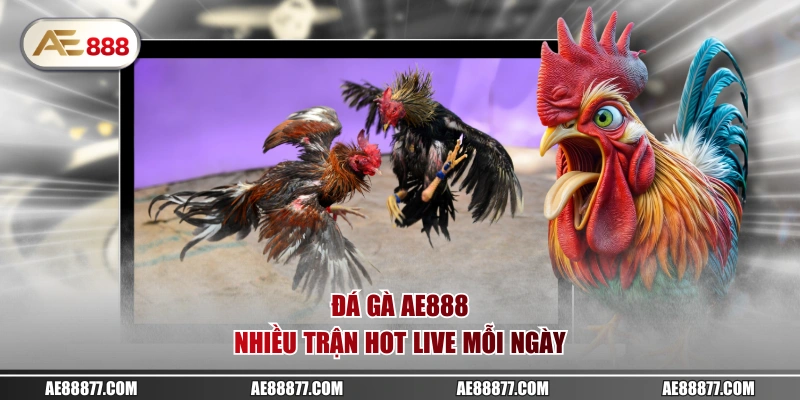 Đá gà AE888 nhiều trận hot live mỗi ngày