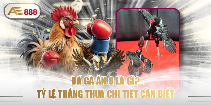 Đá Gà Ăn 8 Là Gì? Tỷ Lệ Thắng Thua Chi Tiết Cần Biết