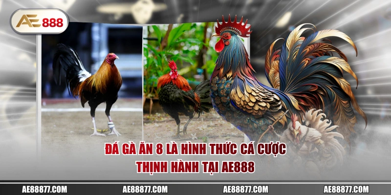 Đá gà ăn 8 là hình thức cá cược thịnh hành tại AE888