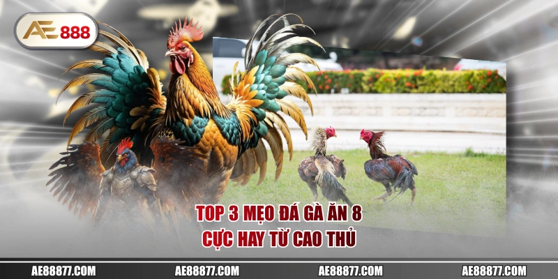 Top 3 mẹo đá gà ăn 8 cực hay từ cao thủ