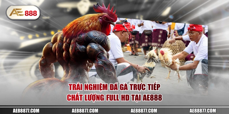 Trải nghiệm đá gà trực tiếp chất lượng full HD tại AE888