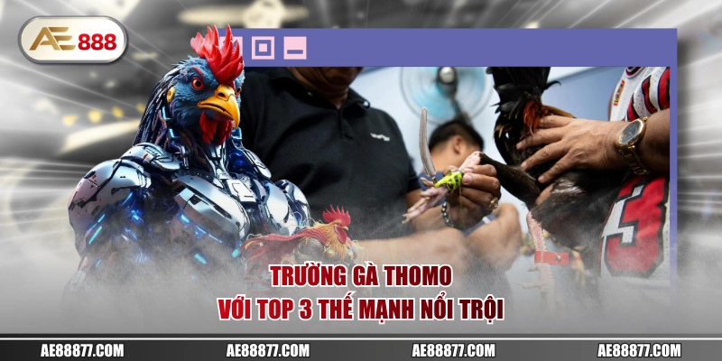 Trường gà Thomo với top 3 thế mạnh nổi trội
